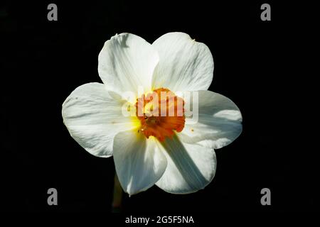 Single White Narcissus on a black background. Stock Photo