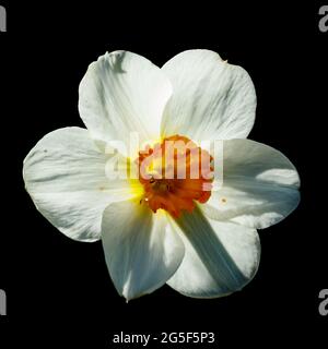 Single White Narcissus on a black background. Stock Photo