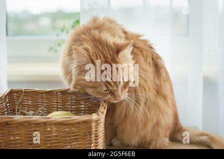 Red young cat is sitting on window background near straw basket, domestic pets concept Stock Photo