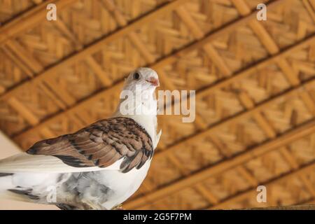 A closeup of a white pigeon with brown wings perching on a terrace Stock Photo
