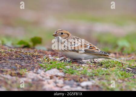 A first-winter female Lapland Bunting or Lapland Longspur (Calcarius lapponicus) on migration on St Mary's, Isles of Scilly, UK in October Stock Photo