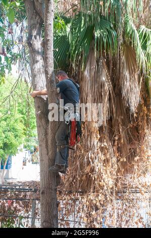 arboriculturist is cutting a large Avocado tree in an urban setting that requires cutting down small sections at a time while climbing to the top of t