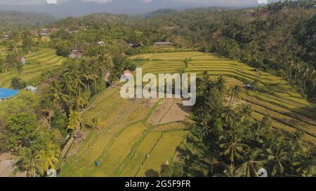 Aerial view of green rice fields in Ubud, Bali, Indonesia Stock Photo ...