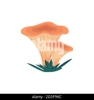 Chanterelle mushrooms in flat style, vector illustration of edible mushrooms, isolated Stock Vector