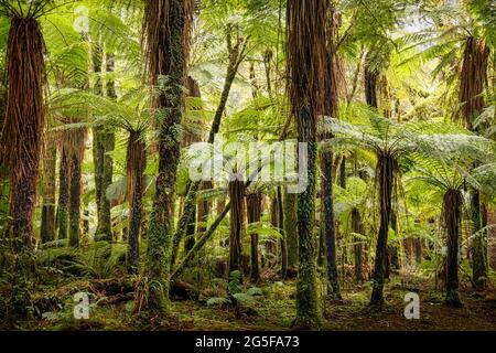 A forest of giant Katote ferns near Haast in the South Island of New Zealand Stock Photo