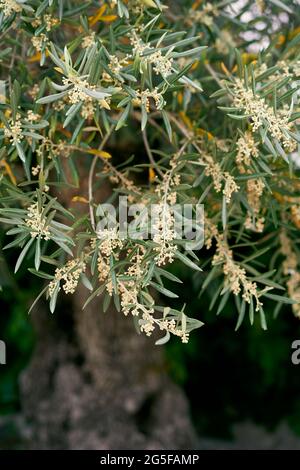Blooming olive tree in spring. Close-up Stock Photo