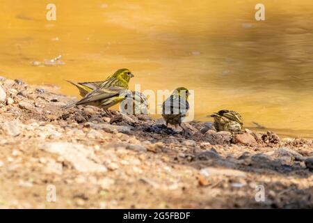 A group of European serin (Serinus serinus) drinking and cooling off in a pond in Donana National Park, Huelva, Andalusia, Spain Stock Photo