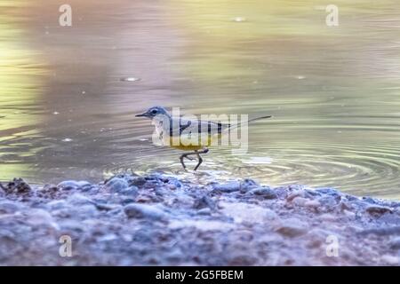 Grey wagtail (Motacilla cinerea) in a pond. Colourful bird in the family Motacillidae, showing long tail and yellow underparts Stock Photo