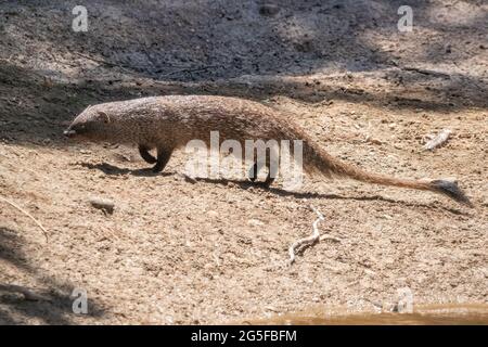 The mongoose, also commonly known as the common or Egyptian mongoose (Herpestes ichneumon) in Huelva, Andalusia, Spain Stock Photo