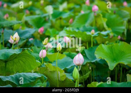 June 27, 2021-South Korea, Sangju-In this photo taken date is July 7 ...