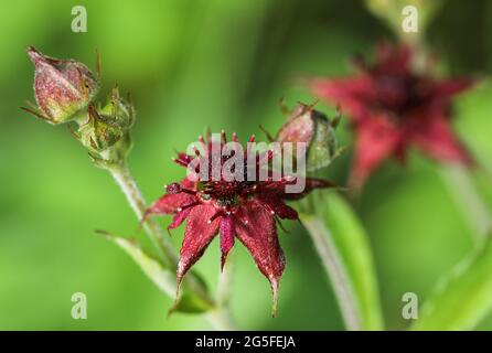 Marsh cinquefoil (Comarum palustre) Stock Photo