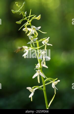 Lesser butterfly-orchid (Platanthera bifolia) Stock Photo