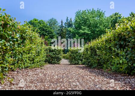 park maze of green hedge bushes in the backyard with pebbled path on a sunny summer day in a botanical garden with trees and blue sky, nobody. Stock Photo