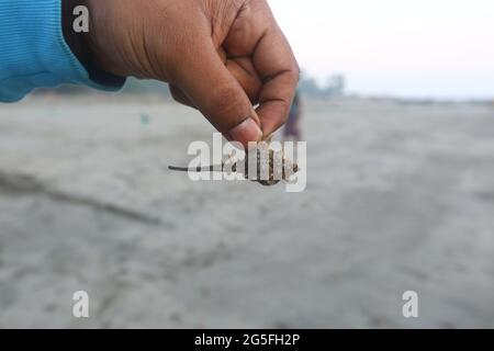 Hand holding a hermit crab with the shell on blurred background at Cox'sbazar sea beach, Bangladesh. Shells protect the hermit crab's soft, curved Stock Photo