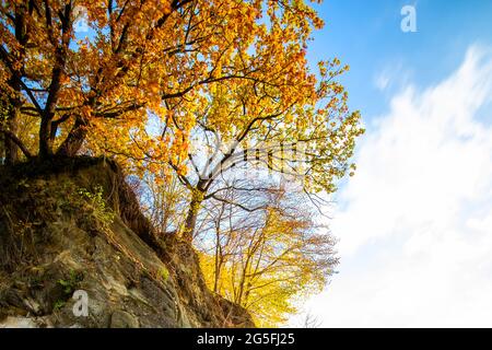 Yellow autumn forest with trees on high rocky mountain side. Stock Photo