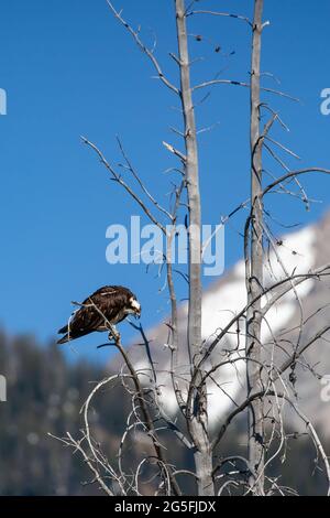 Osprey (Pandion haliaetus) perched on a branch, with beak open, vertical Stock Photo