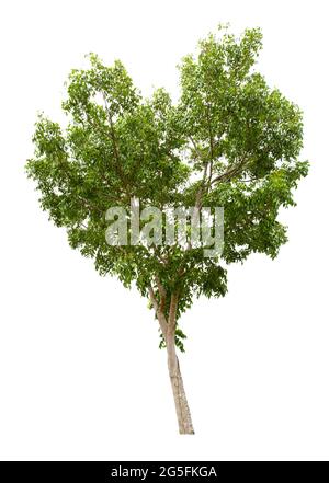 Big tree isolate on white background. Stock Photo