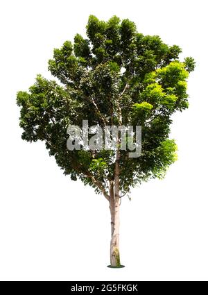 Big tree isolate on white background. Stock Photo