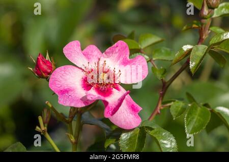 Close up of a pink shrub rose with two tone flowers called Rosa Leah Tulu flowering in an English garden. A beautiful single pink rose bloom. UK Stock Photo