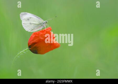 The Large White on poppy flower (Pieris brassicace) Stock Photo