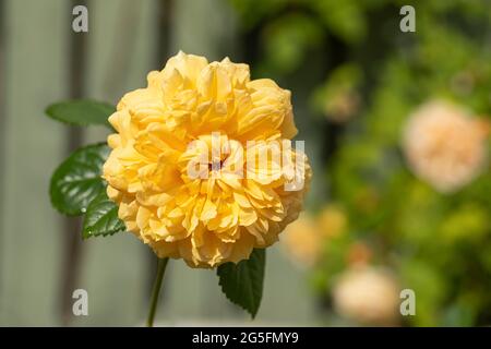 Close up of a yellow shrub rose called Rosa Leah Tulu flowering in an English garden. A beautiful single yellow rose bloom. UK Stock Photo