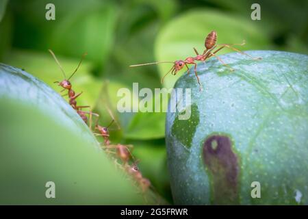 Close-up of weaver ants (Oecophylla smaragdina) on green fruit, showing orange bodies, long legs and cooperative tropical behavior Stock Photo