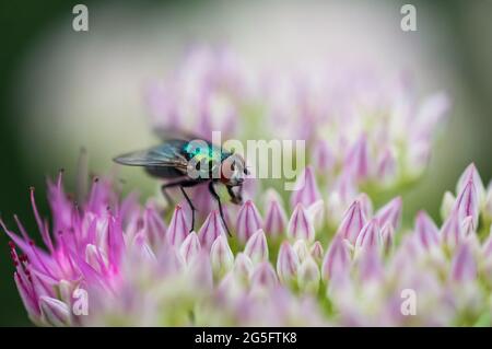 Chrysomya Megacephala (Male) or more commonly known as Oriental Latrine Fly hovering and pollinating a beautiful flower during spring time Stock Photo