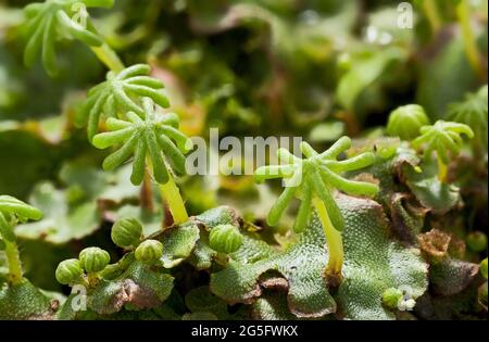 Umbrella-like gametangiophores, female parts, Marchantia polymorpha liverwort Stock Photo