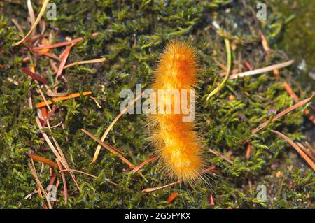 Yellow Woollybear moth caterpillar (Spilosoma virginica) on moss and tree needles. Stock Photo