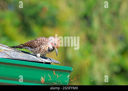 Northern Flicker (Colaptes auratus) male (yellow-shafted x red-shafted intergrade) flicking debris out of a gutter. Stock Photo