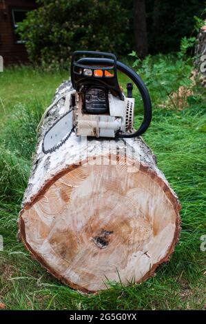 Petrol chainsaw lies on the tree trunk after the work is done Stock Photo