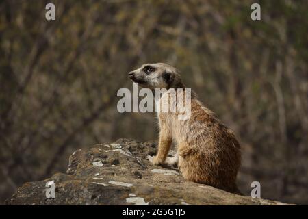 One Meerkat in Czech Zoo with Brown Color. Suricate (Suricata Suricatta) on Stone in Zoological Garden. Stock Photo