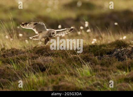 Short Eared Owl (Asio flammeus) with recently caught vole, North Uist, Outer Hebrides, Scotland Stock Photo