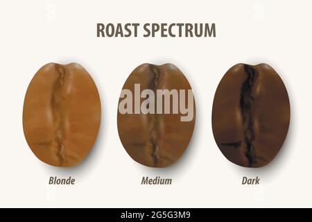 Three Stage Roasting Coffee. Vector 3d Realistic Coffee Beans. Textured Roasted Coffee Bean Set, Roast Spectrum, Degree of Roast Coffee, Icon Set Stock Vector