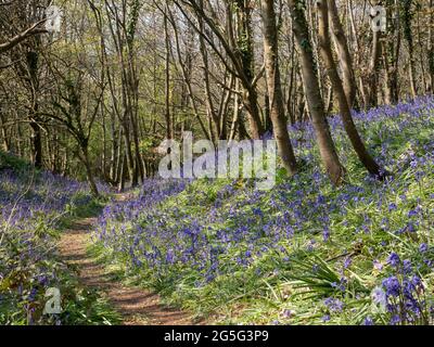 a track path footpath trial running climbing rising up through English bluebell woods forest woodland sunny dappled light set of three trees on right Stock Photo