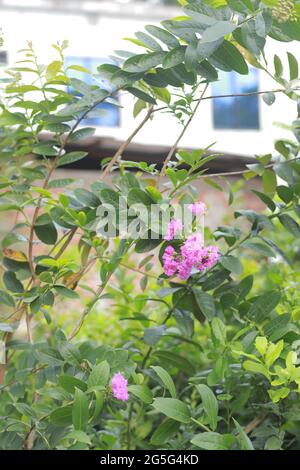 Beautiful purple flower of Lagerstroemia speciosa (giant crape-myrtle, Queen's crape-myrtle, banaba plant for Philippines Stock Photo