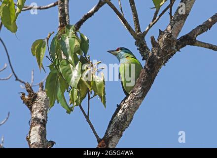 Blue-throated Barbet (Megalaima asiatica davisoni) adult male perched on branch Kaeng Krachan NP, Thailand           February Stock Photo