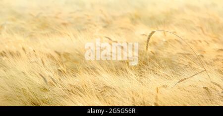 One spike of wheat over a field of fuzzy beards, panorama Stock Photo