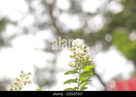 Lagerstroemia Indica Crape myrtle flowers  Lythraceae deciduous tree Stock Photo