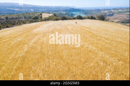 Cyprus rural landscape panorama with agricultural field of mixed crops, fodder for livestock Stock Photo