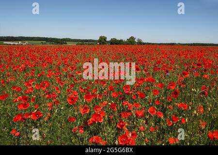 Red poppy flowers under a clear blue sky Stock Photo - Alamy