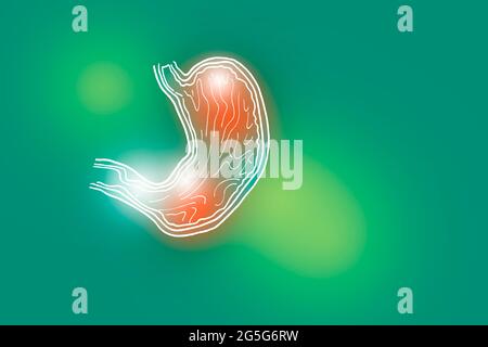 Handrawn illustration of human Stomach on light green background. Medical, science set with main human organs with empty copy space for text Stock Photo