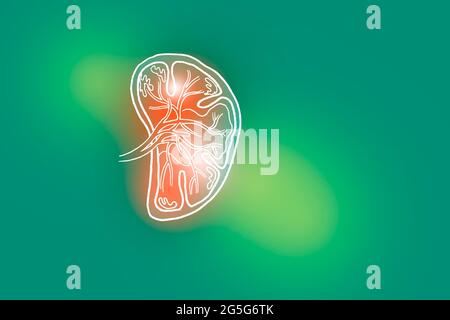 Handrawn illustration of human Spleen on light green background. Medical, science set with main human organs with empty copy space for text Stock Photo