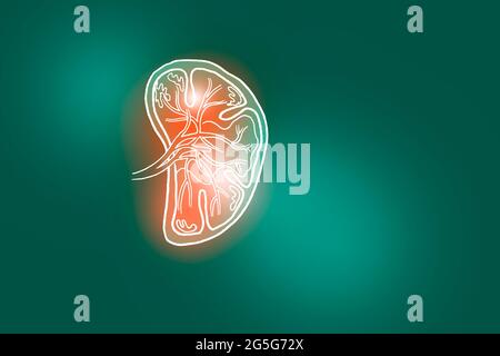 Handrawn illustration of human Spleen on deep green background. Medical, science set with main human organs with empty copy space for text Stock Photo