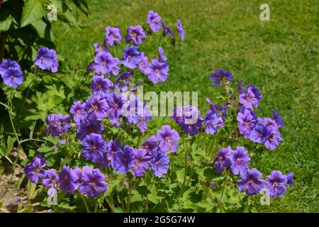 Hardy geranium, or Cranesbill magnificum Rosemoor, plant with delicate  purple flowers in a summer garden border Stock Photo