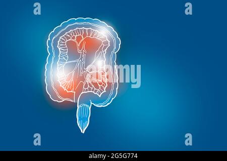 Handrawn illustration of human Intestine on dark blue background. Medical, science set with main human organs with empty copy space for text Stock Photo