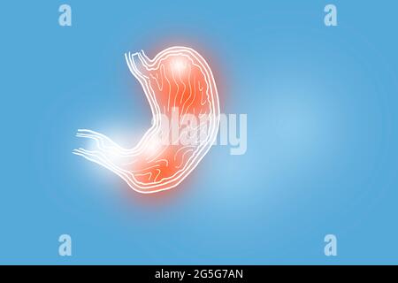 Handrawn illustration of human Stomach on light blue background. Medical, science set with main human organs with empty copy space for text Stock Photo
