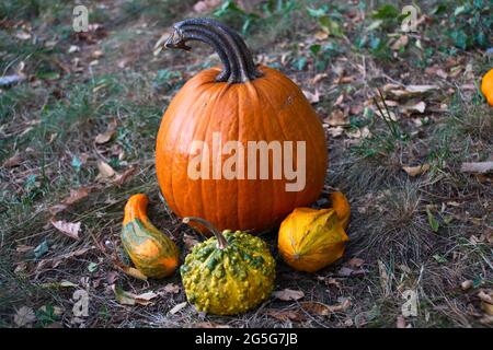 Pile of pumpkins in colors on the ground Stock Photo