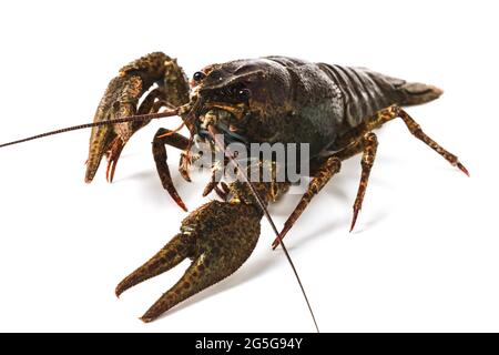 Live crayfish close up isolated on white background Stock Photo