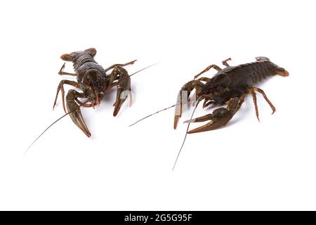 Live crayfish close up isolated on white Stock Photo